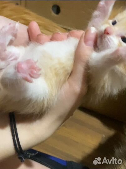 Котята в добрые руки 1 месяц