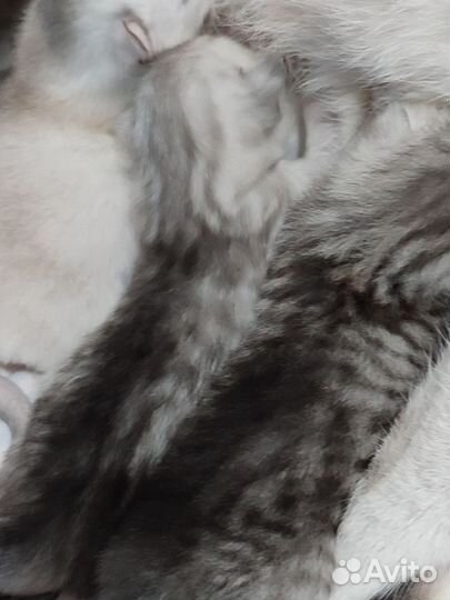 Шотландская шиншилла