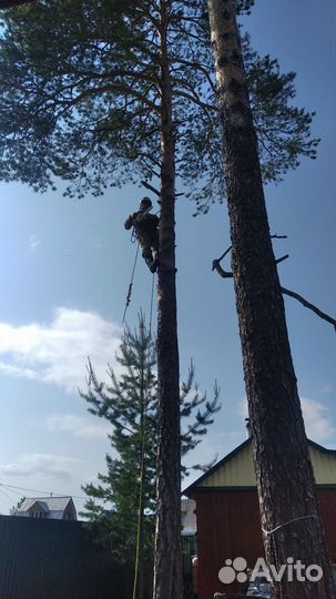 Спилить дерево, обрезать ветки, спиливание