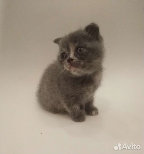 Отдам прекрасных котят