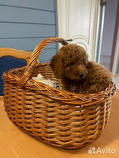 Мальтипу малышка ф2