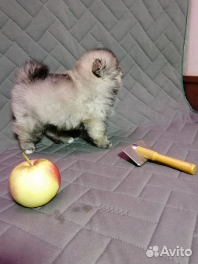 Малыши шпиц