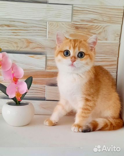 Британские котята