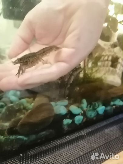 Аквариумные раки