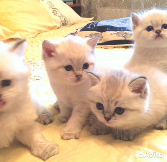 Вязка с британским котом ny 21 33