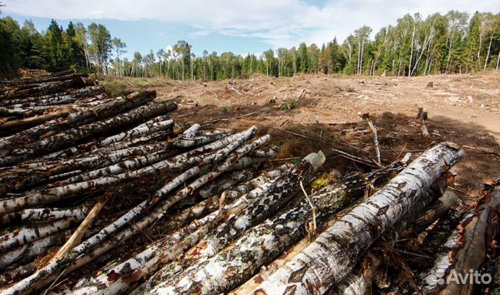 Покос травы,выпилка участков,ставим заборы и т.д