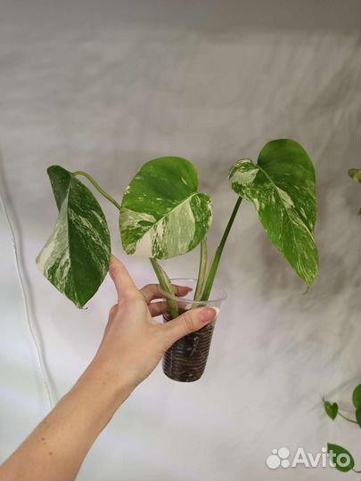 Монстера Альба