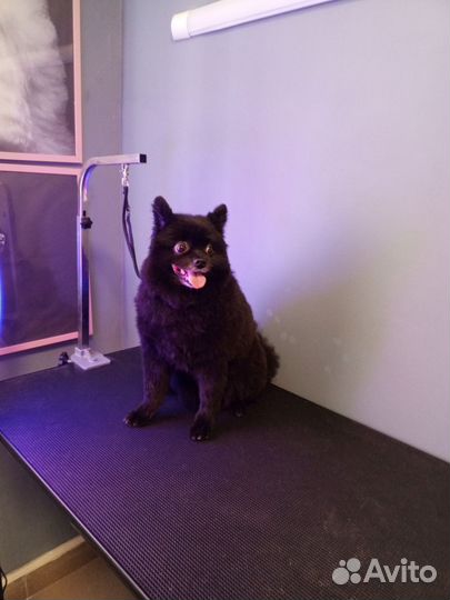 Грумер стрижка собак