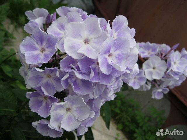 Флокс метельчатый