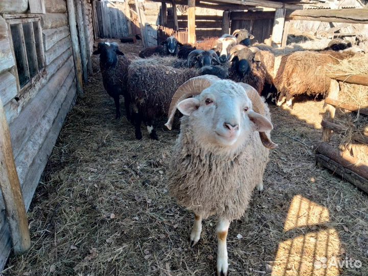 Овцы бараны