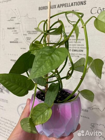 Эпипремнум