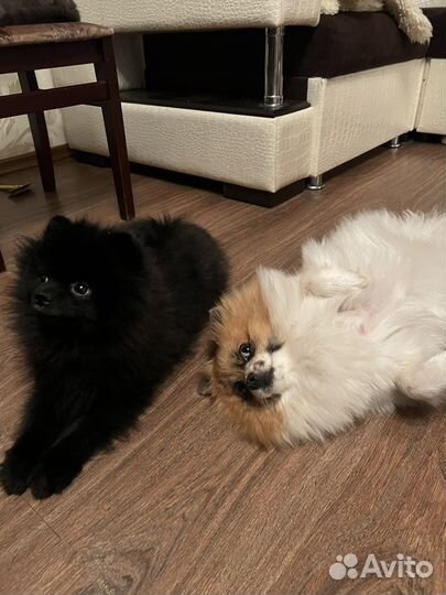 Вязка кобель шпиц