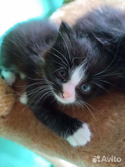 Котята норвежская лесная