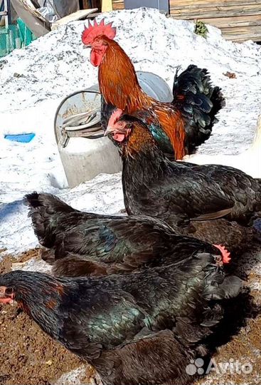 Инкубационное яйцо Марана черномедного