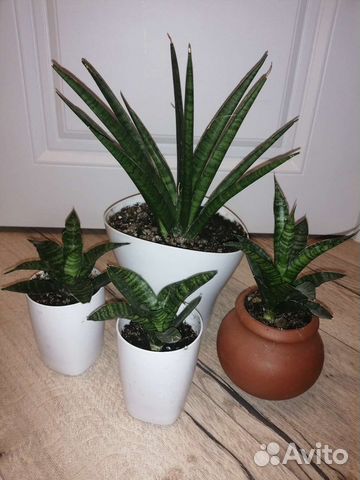 Сансевиерия сортовая