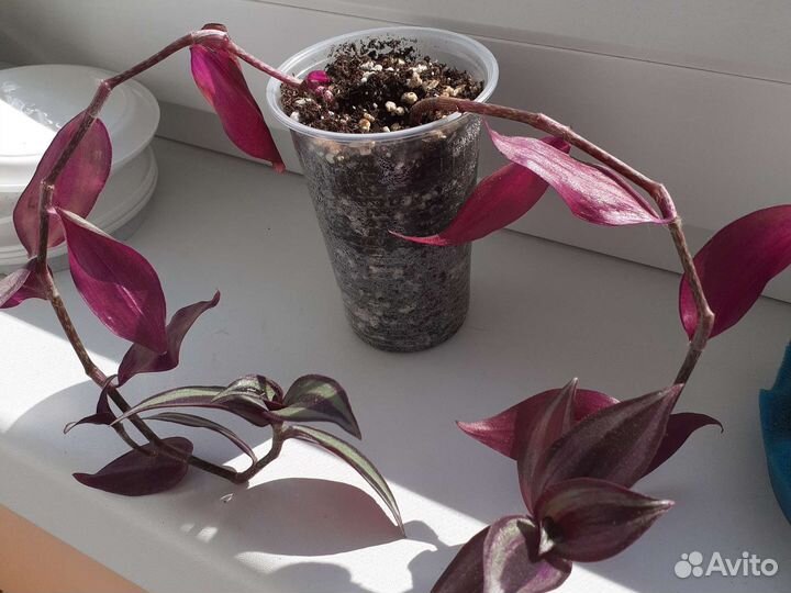 Традесканция зебрина