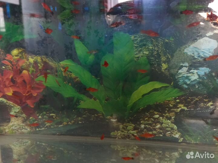 Аквариумные рыбки