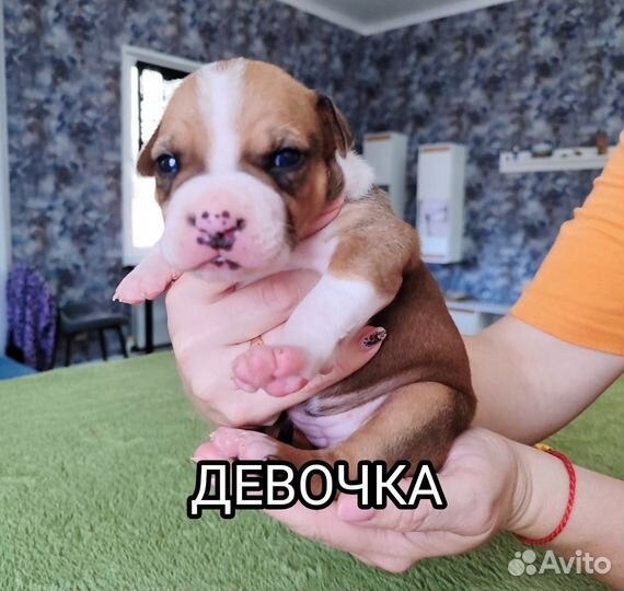 Щенки Американского стаффорда