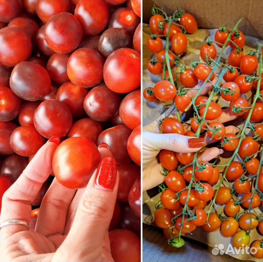 Желтое манго Китай, авокадо хаас, сыры