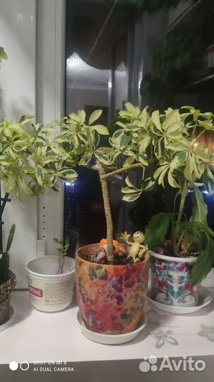 Комнатные цветы