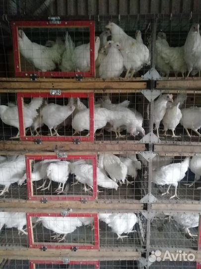 Молодки белые и рыжие