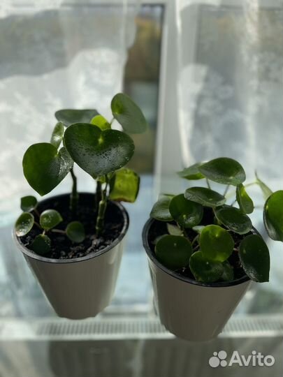 Пилея пеперомиевидная