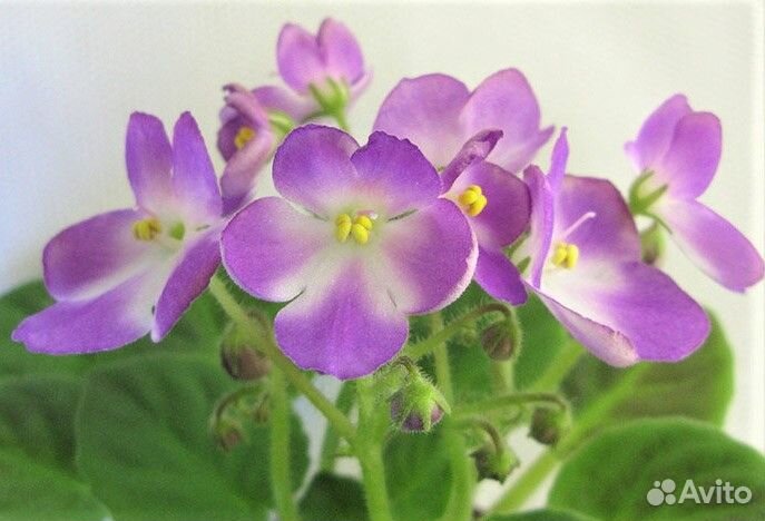 Сортовая фиалка Н- Жаворонок мини