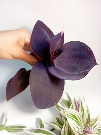 Традесканция Bimbo