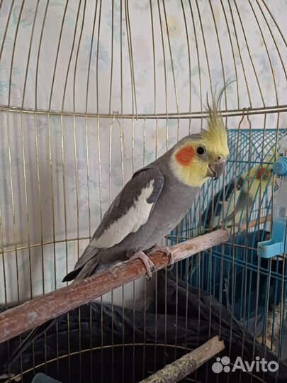 Попугай корелла мальчик