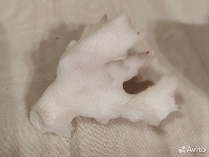 Коралл и ракушки