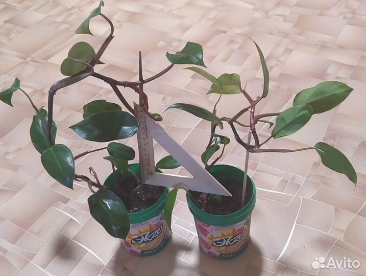 Филодендрон краснеющий