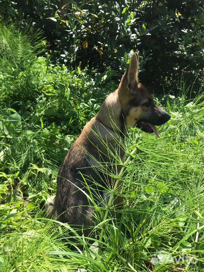 Щенок в добрые руки бесплатно