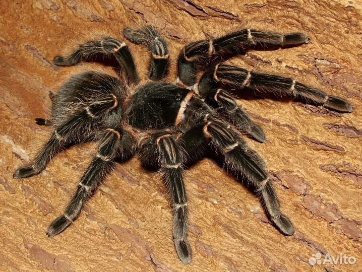 Пауки птицееды