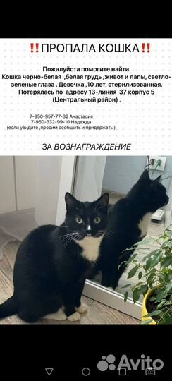 Потярялась кошка