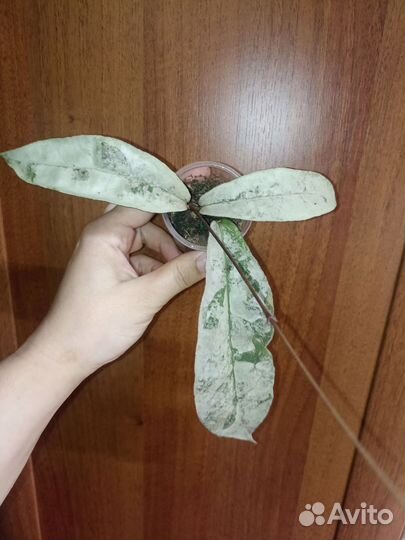 Хойя митрата Сильвер