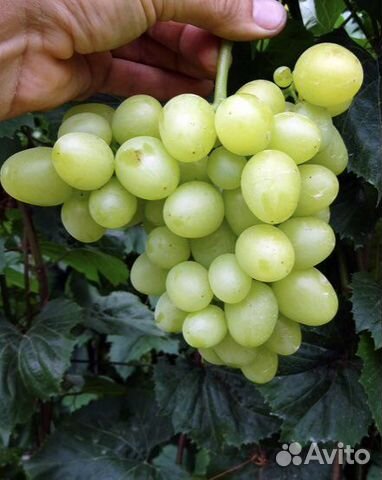 Черенки винограда