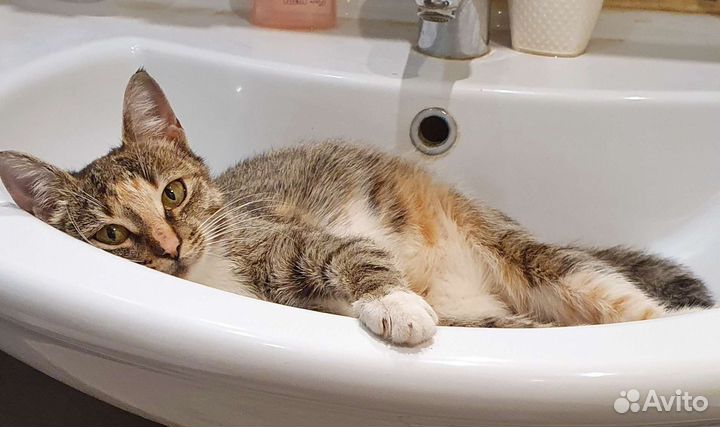 Молодая кошка