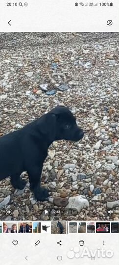 Щенки мальчик 1,8 месяца