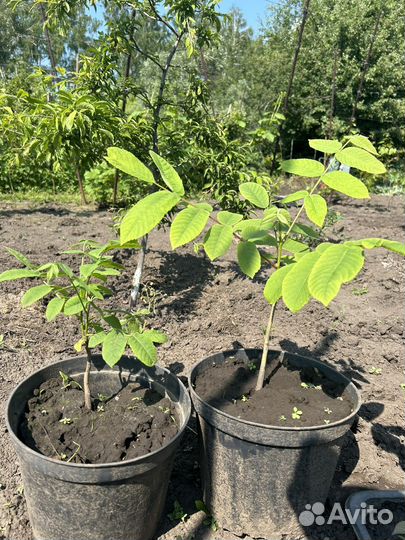 Манчжурский орех