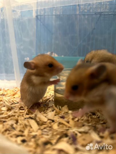 Сирийский хомяк