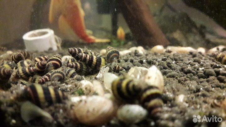 Хищная улитка Хелена