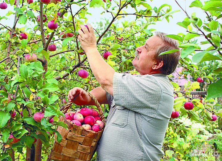 Вахта сборка яблок