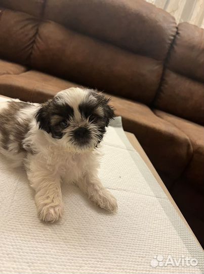 Щенки ши-тцу