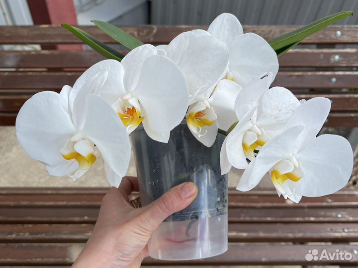 Белая Орхидея Ампельная