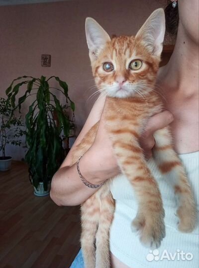 Рыжий котенок в добрые руки
