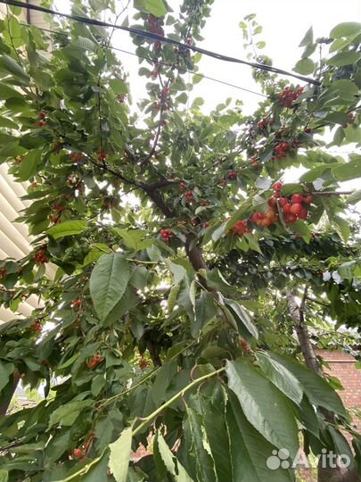 Черешня краснобокая