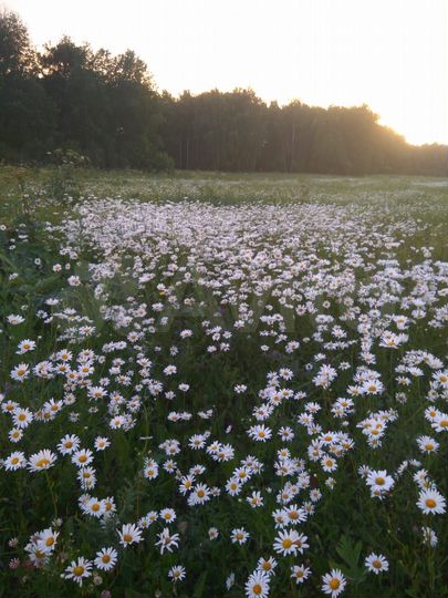 Участок 22 га (СНТ, ДНП)