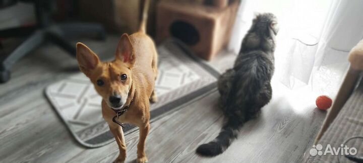 Передержка животных