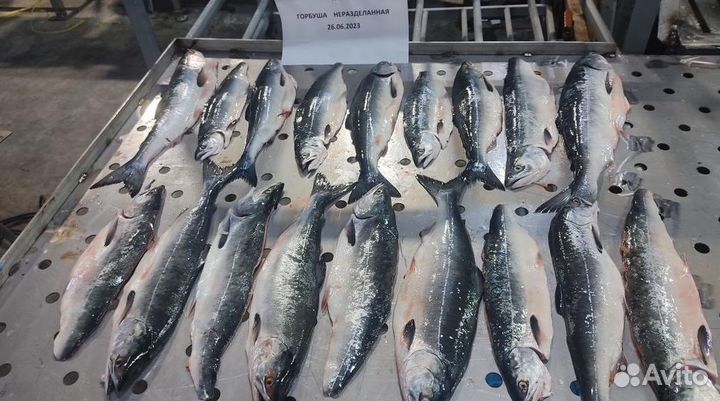 Горбуша с головой не потрошенная