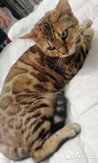 Бенгальская кошка